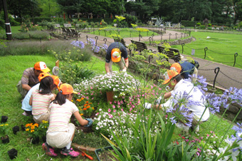 花壇の草花の植え替えの模様