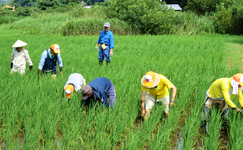 田植えの模様